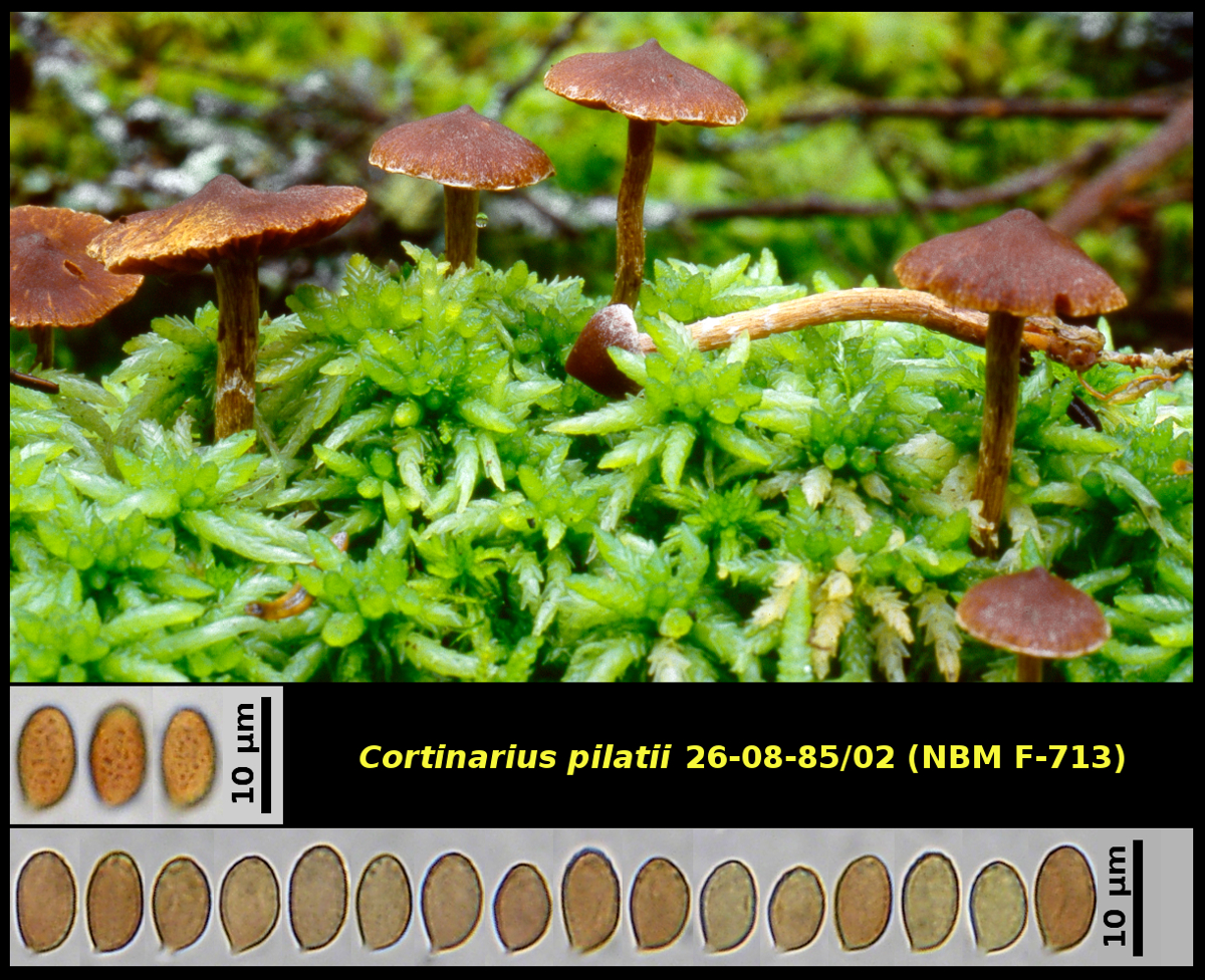 Picture of <i>Cortinarius pilatii</i>